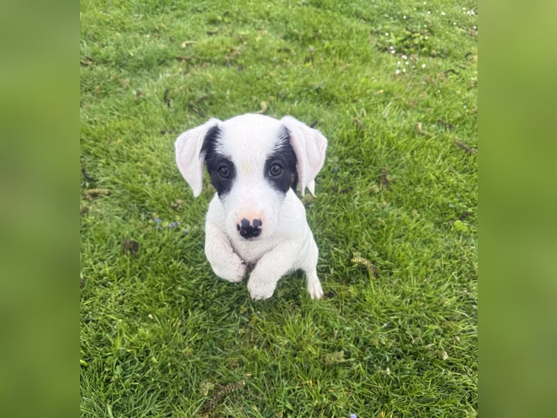 Lilo ein verschmustes Mädchen