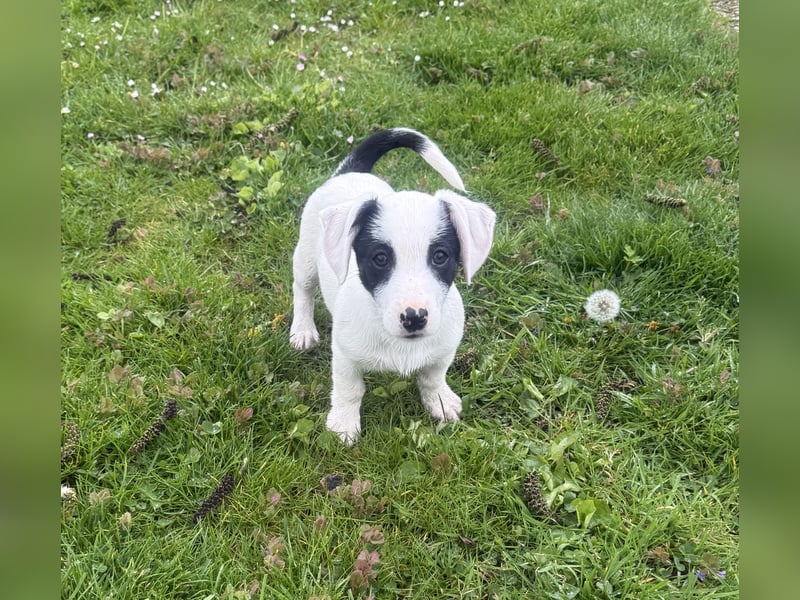 Lilo ein verschmustes Mädchen