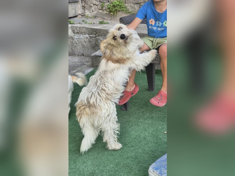 Norfolk Terrier Mix Mädchen Chara