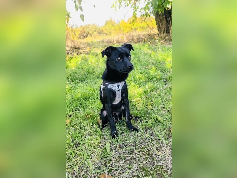 Blacky ein super liebes Kerlchen