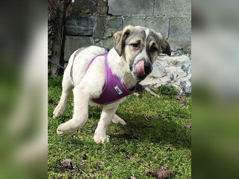 Beagle Mix Joy sucht eine Familie