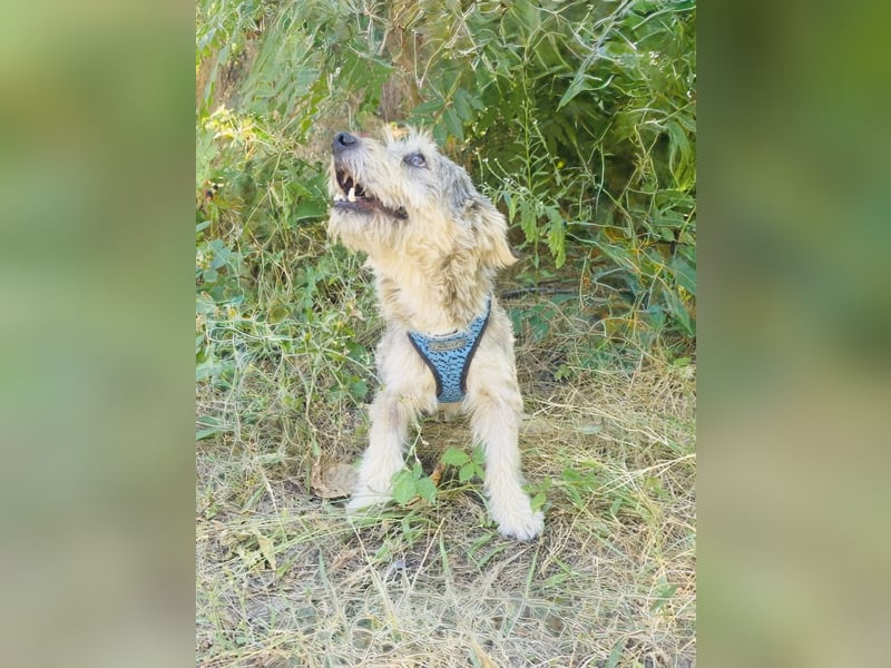 Cairn Terrier Mix Benji