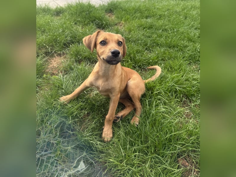 Ida ein Dackel Pinscher Mix Mädchen