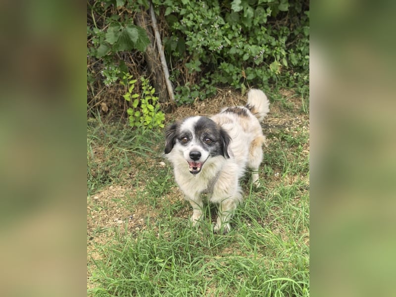 Kokonimix Gipsy ein Gute Laune Hund