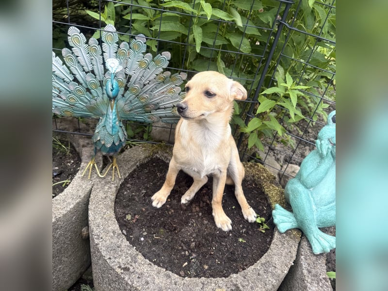 Chihuahua Pinscher Mix Mädchen Abby