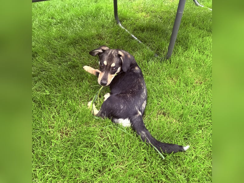 Dackelmix Rory