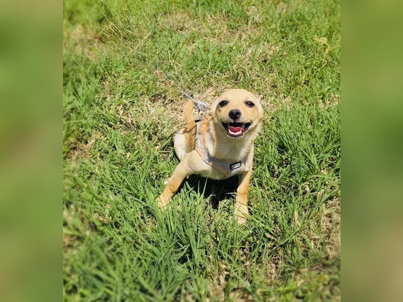 Abby ein Pinscher Mix Mädchen