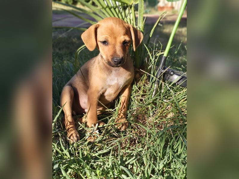 Miya ein Pinscher Mix Mädchen