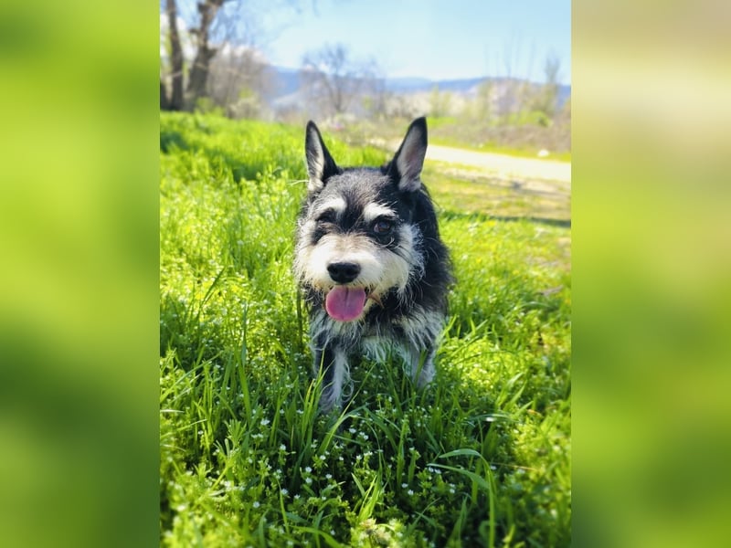 Darko sucht ein Zuhause