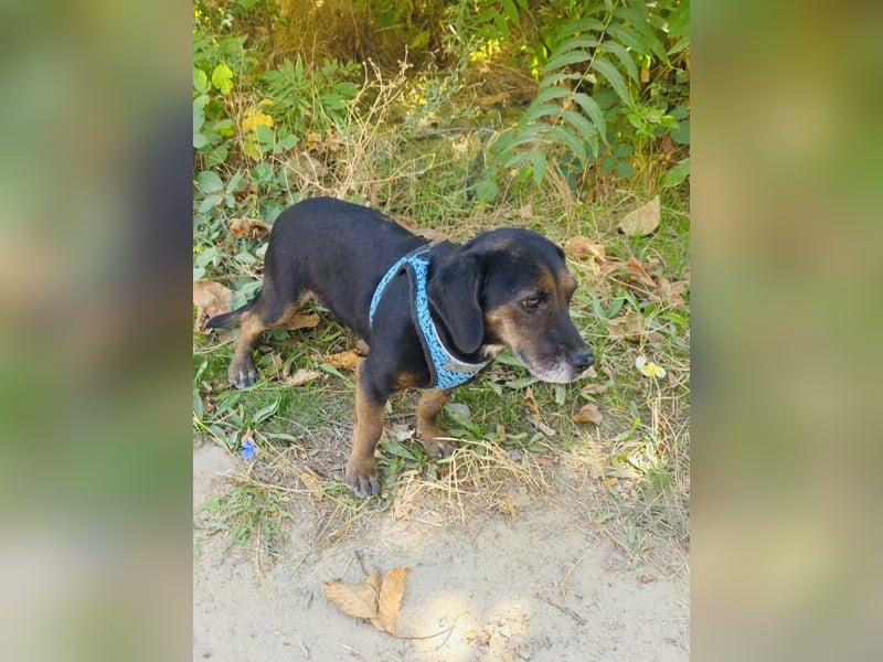 Dackelmix Venni ein tolles Mädchen