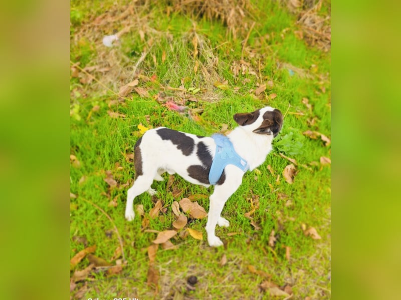 Rüde Gutsi einfach nur lieb