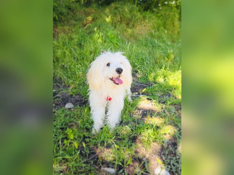 Maltipoo Mix Mädchen Pammy