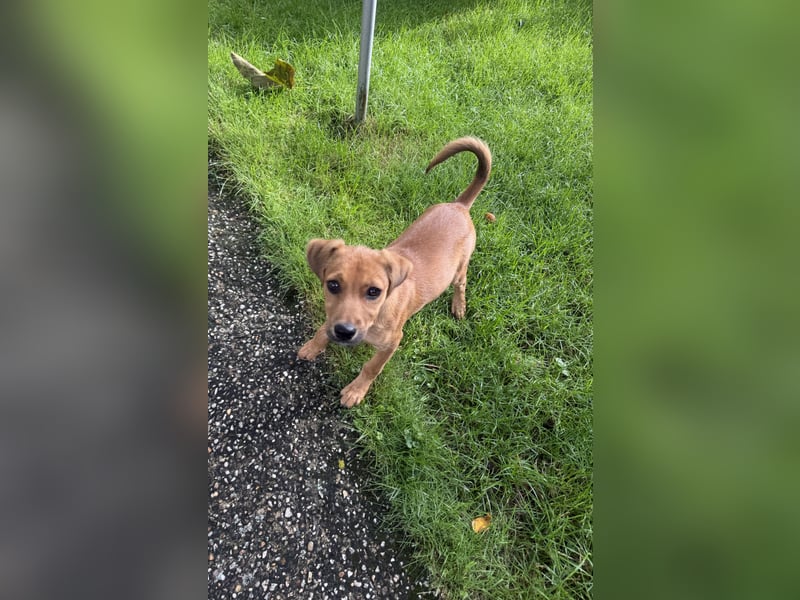 Ida ein Dackel Pinscher Mix Mädchen