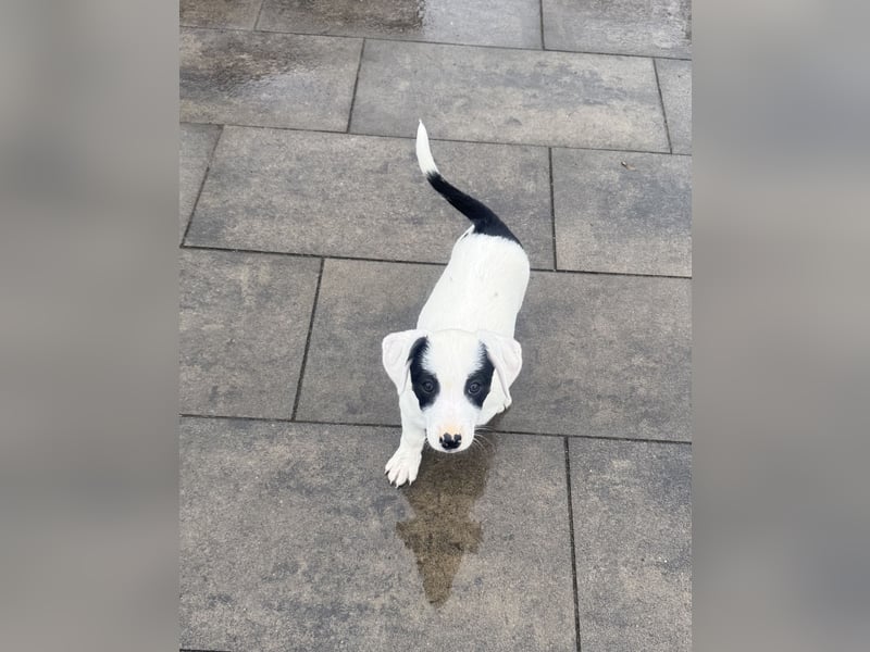 Lilo ein verschmustes Mädchen