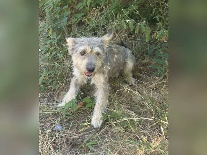 Cairn Terrier Mix Benji