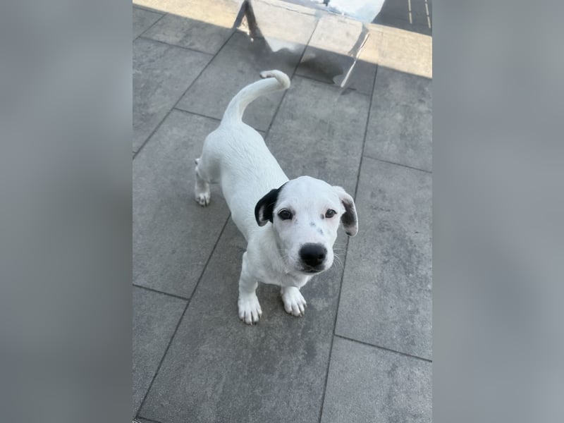 Dalmatiner/Jack Russel Mix Calimero
