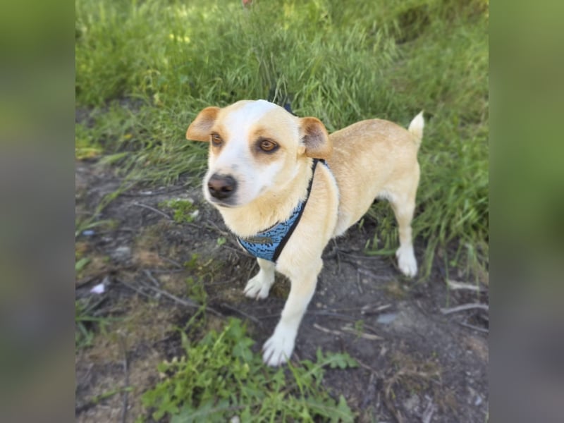 Jack Russel Mix Mädchen Jackie