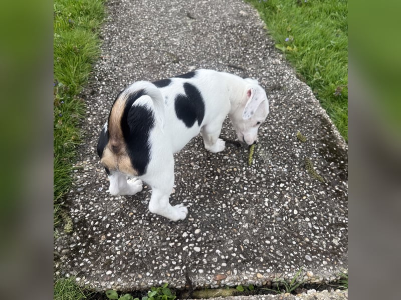 Wendy ein Jack Russel/Dackel Mix