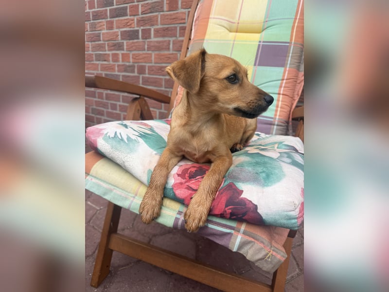 Ida ein Dackel Pinscher Mix Mädchen