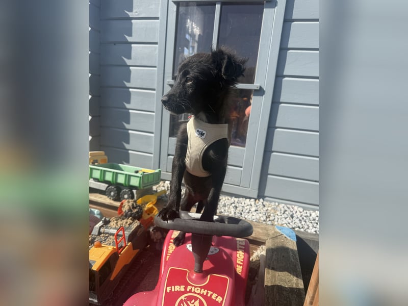 Kaya sucht ein Körbchen