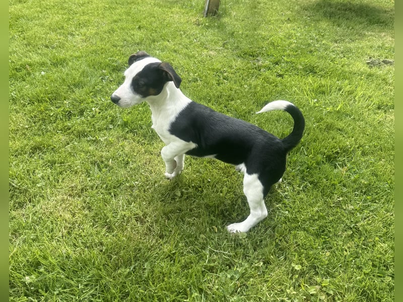 Jack Russel Mix Sparky sucht Körbchen