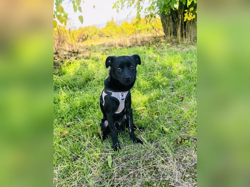 Blacky ein super liebes Kerlchen