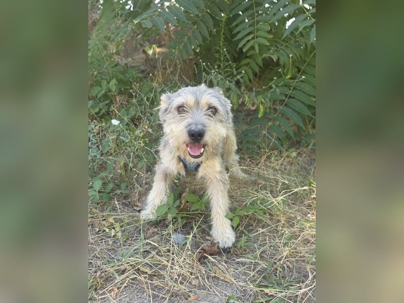 Cairn Terrier Mix Benji