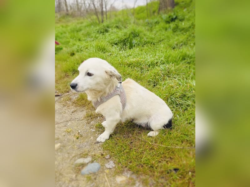 Panda eine liebe Hündin