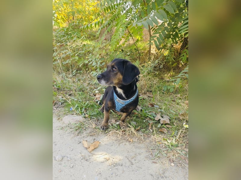 Dackelmix Venni ein tolles Mädchen