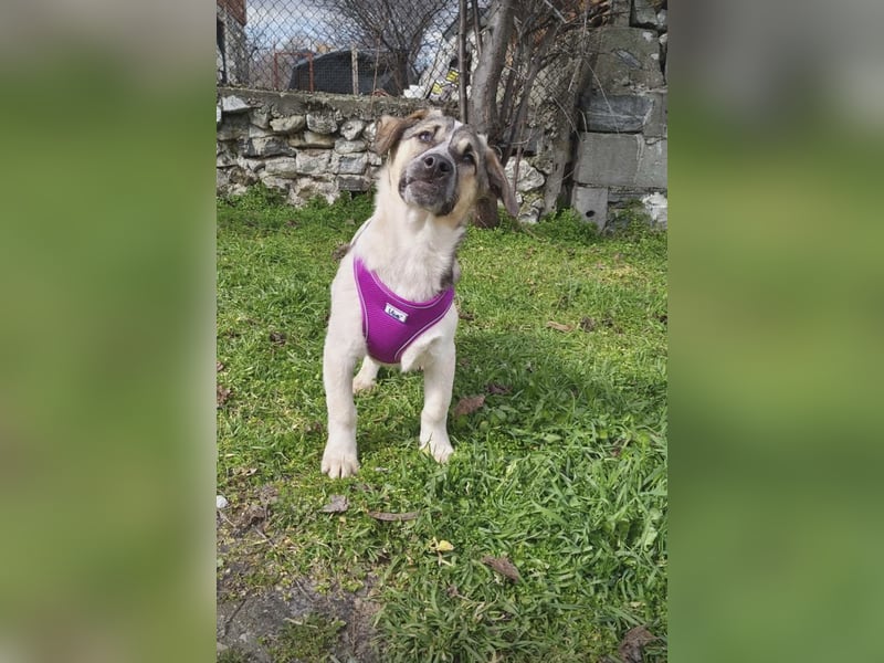 Beagle Mix Joy sucht eine Familie