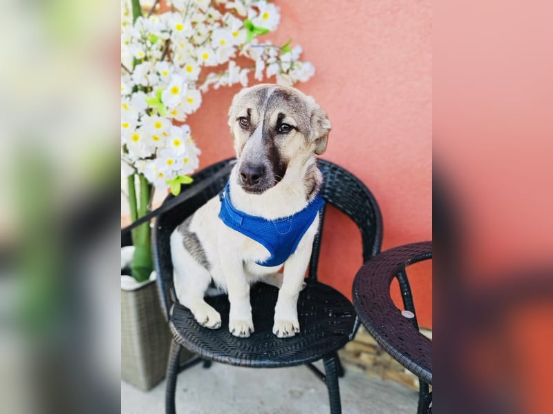 Joy sehr lieb und verschmust