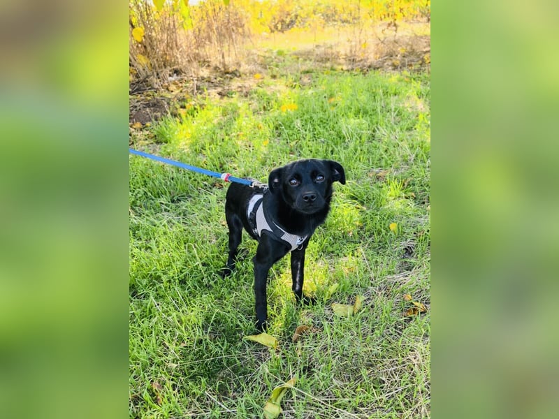 Blacky ein super liebes Kerlchen