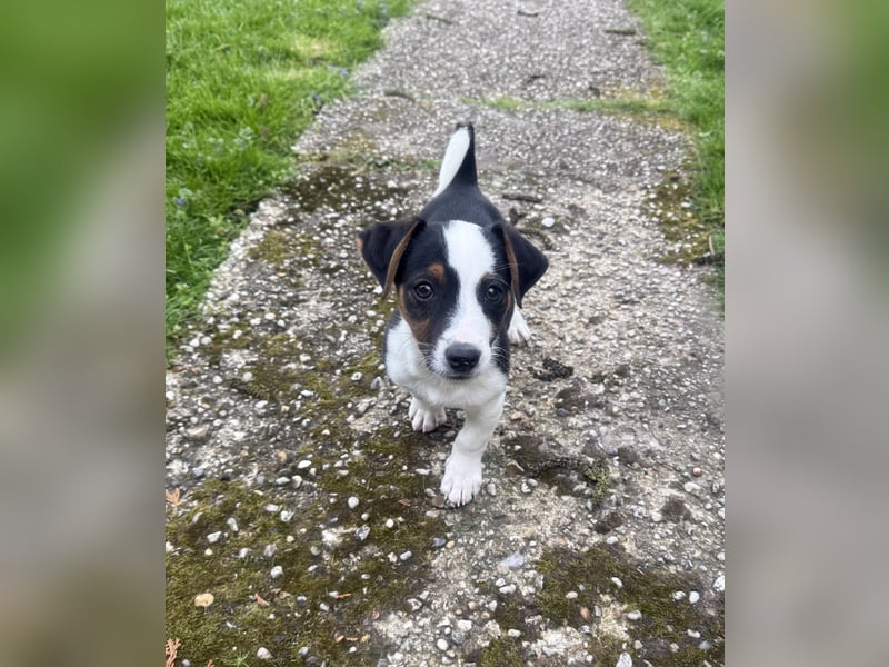 Dackel/ Jack Russel Mix Cosmo