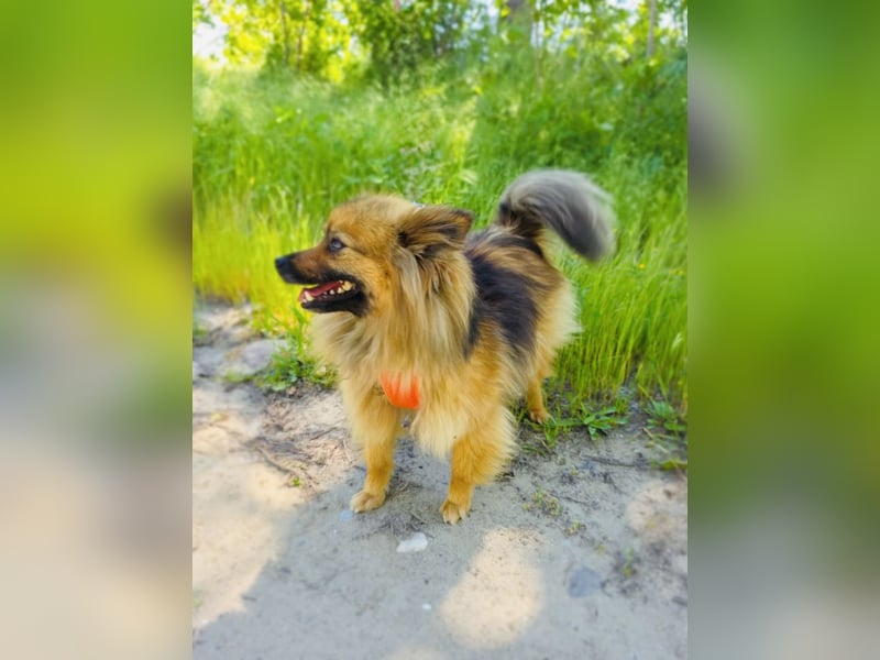 Raya ein kleines Zwergspitz Mix Mädchen