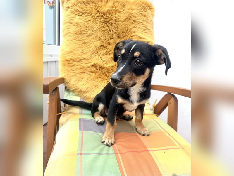 Leo ein kleiner Dackel Pinscher Mix