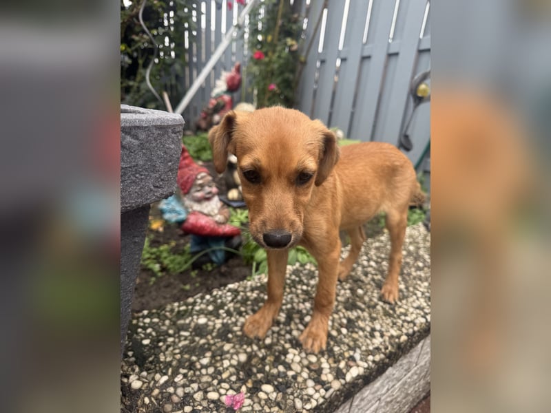 Ida ein Dackel Pinscher Mix Mädchen