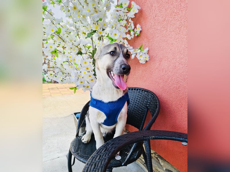 Joy sehr lieb und verschmust