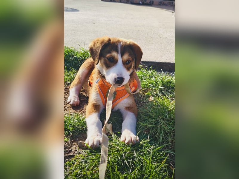 Ellie sucht ein Zuhause