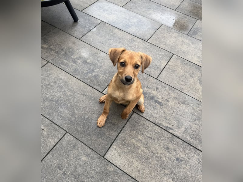 Ida ein Dackel Pinscher Mix Mädchen