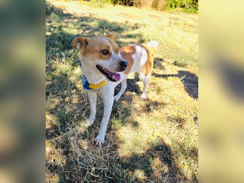 Ginger ein verschmuster Familienhund