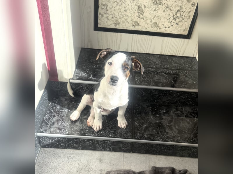Jack Russel Mix Sparky sucht Körbchen