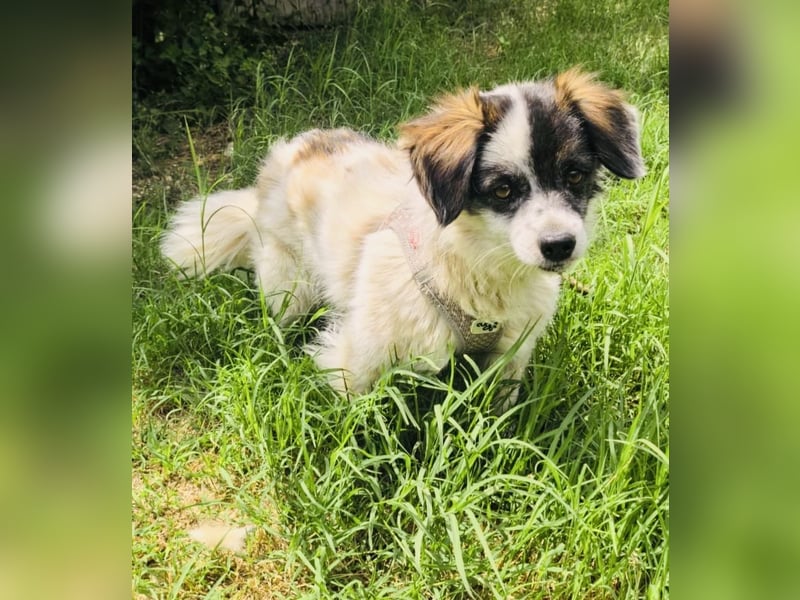 Kokonimix Gipsy ein Gute Laune Hund