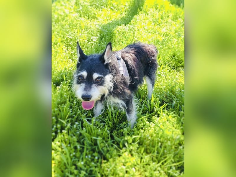 Darko sucht ein Zuhause