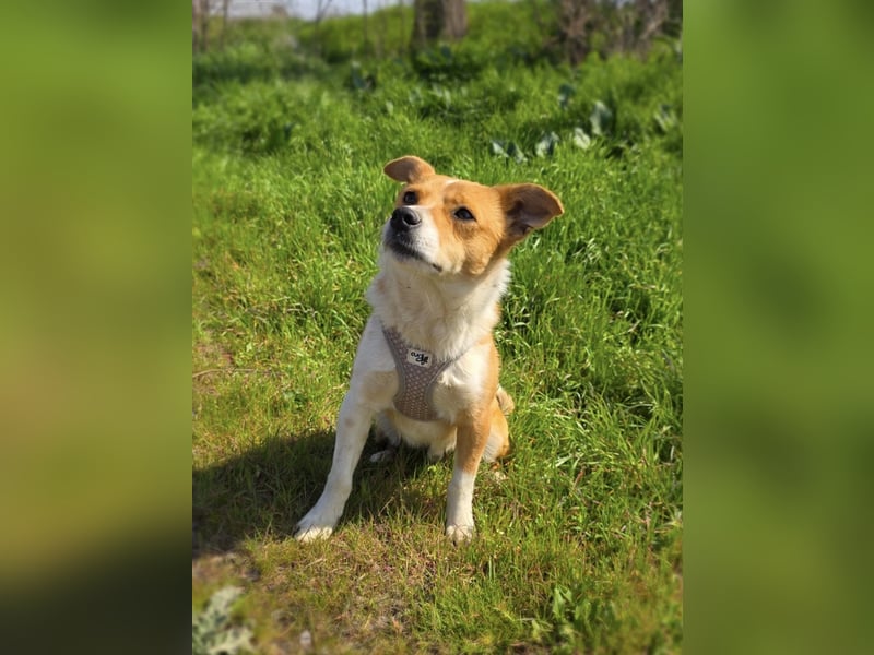 Willi sucht ein Zuhause