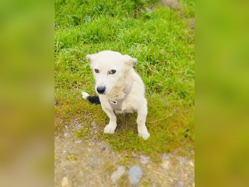 Panda eine liebe Hündin