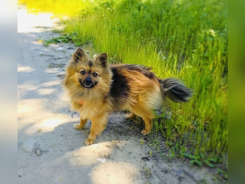 Raya ein kleines Zwergspitz Mix Mädchen