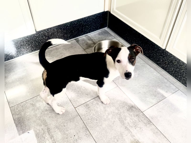 Jack Russel Mix Sparky sucht Körbchen