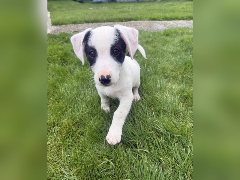 Lilo ein verschmustes Mädchen