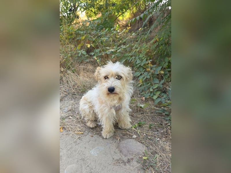 Norfolk Terrier Mix Mädchen Chara