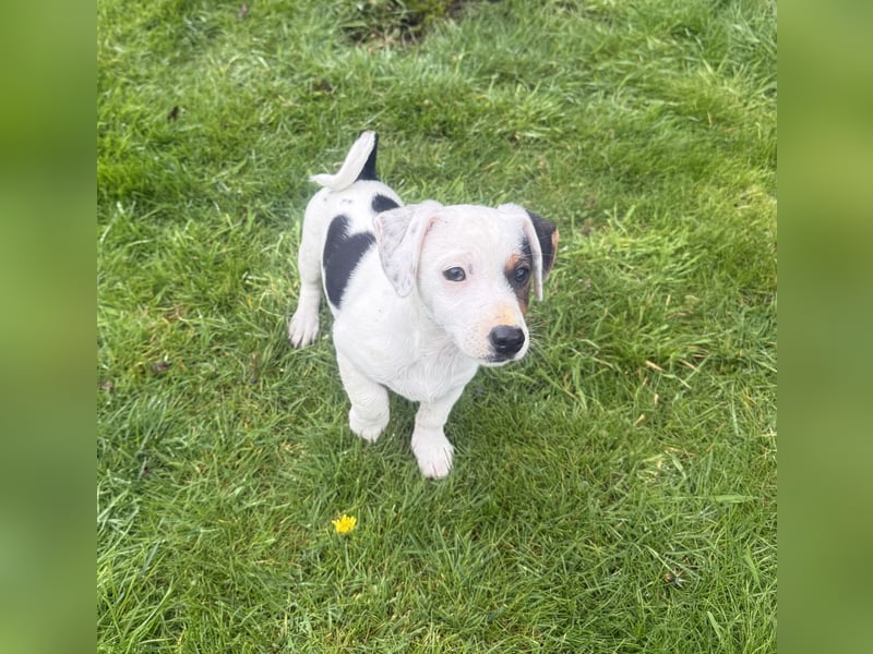 Wendy ein Jack Russel/Dackel Mix